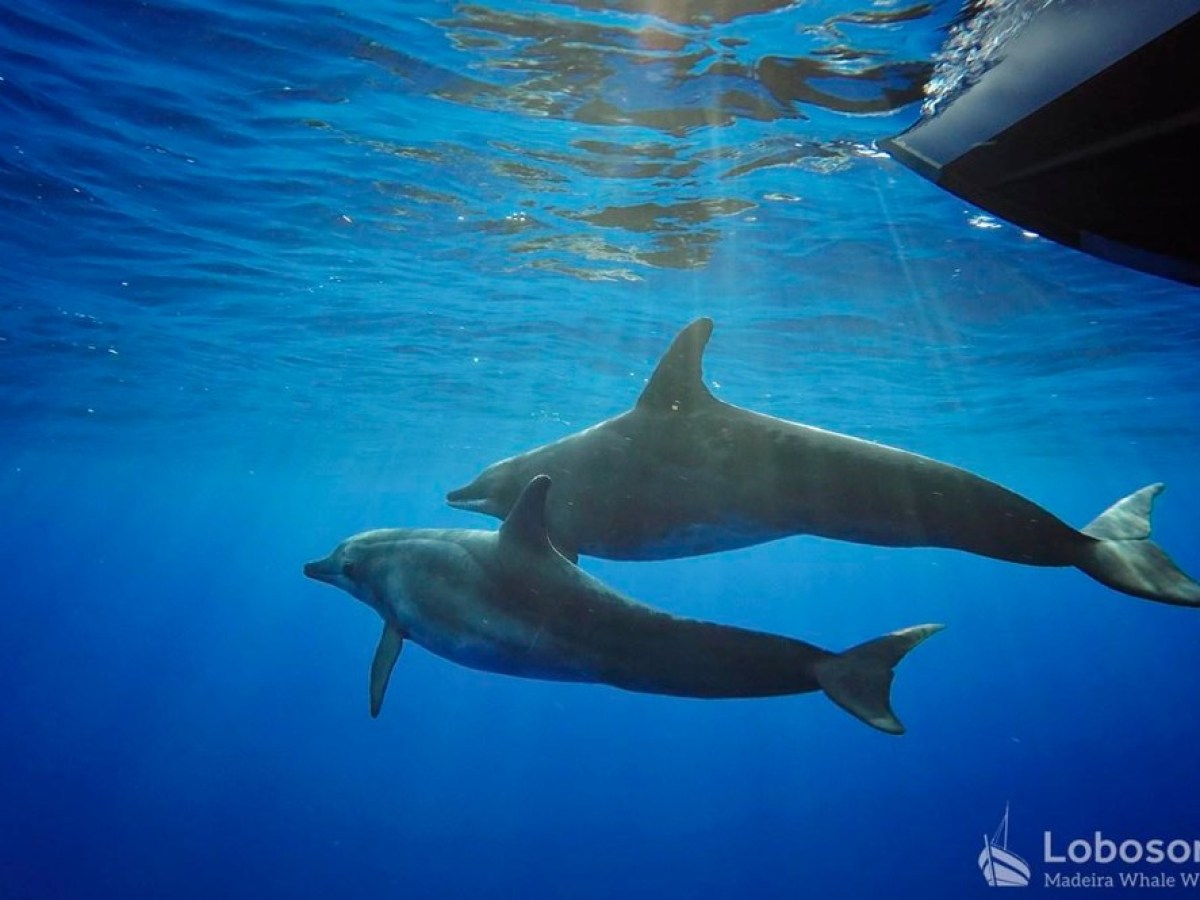 a person swimming in clear blue water