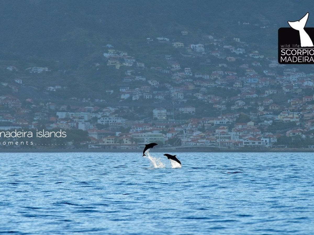 a bird flying over a body of water